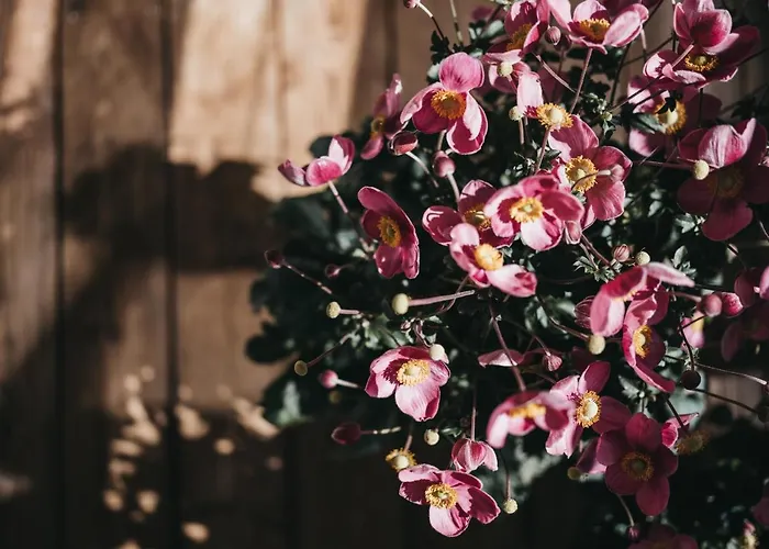 Appart hôtel Vaya Terrazena